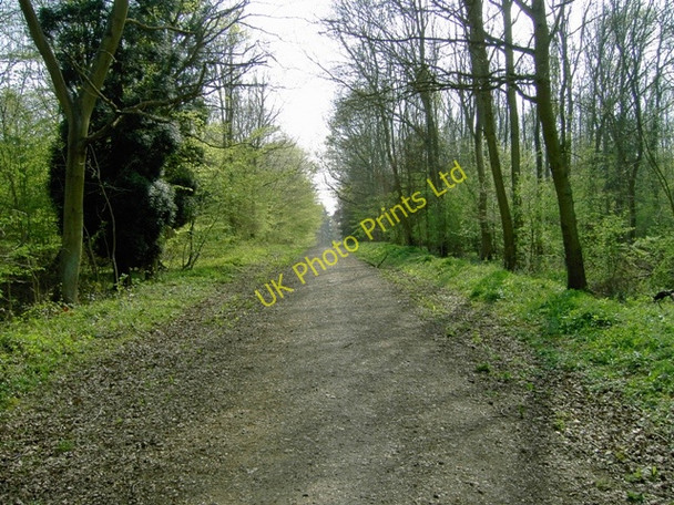 Photo 6"x4" Entering Chicksands Wood From Appley Corner Deadman's Cross c2007