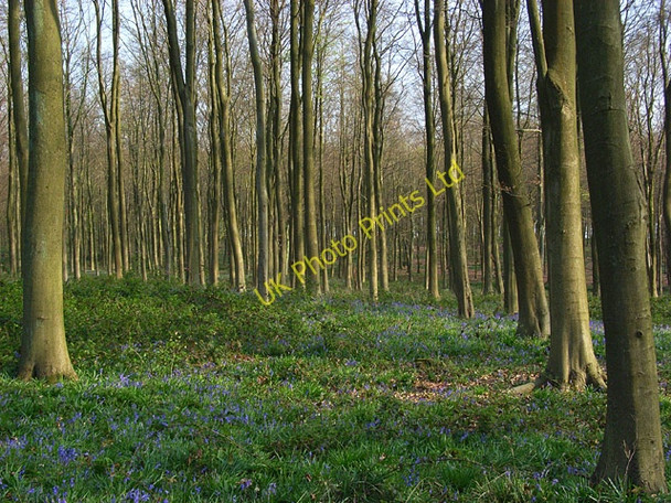 Photo 6"x4" Doles Wood Ibthorpe c2007