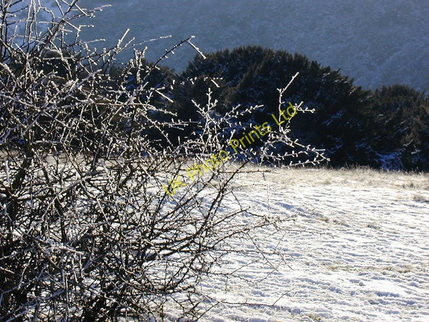 Photo 6"x4" Icy bush below Butser Buriton c2000