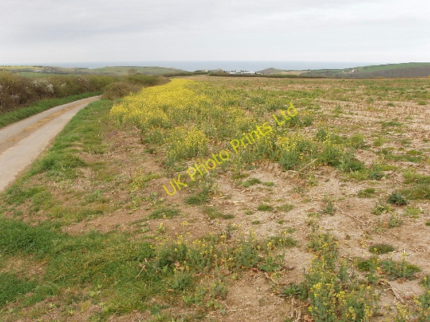 Photo 6"x4" Oilseed rape, Edslee farm Woodford\/SS2113 c2007
