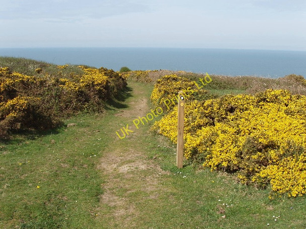 Photo 6"x4" Coast path and gorse above Lower Sharpnose Point Coombe\/SS2011 c2007
