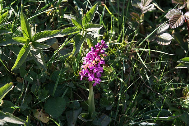 Photo 6"x4" Landkey: Early Purple Orchid Landkey c2007