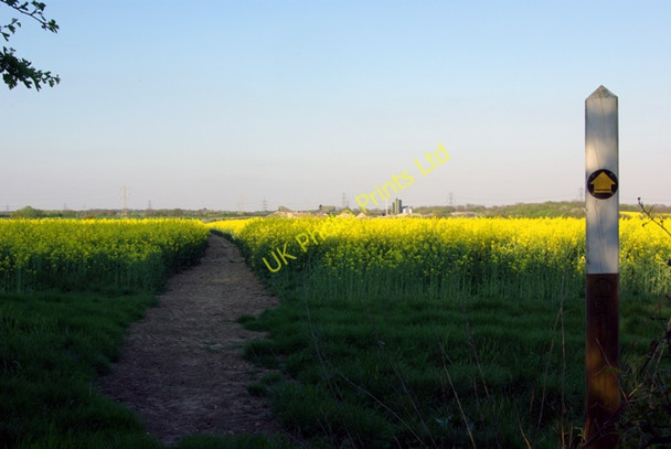 Photo 6"x4" Footpath through the Rape Boreham\/TL7509 c2007