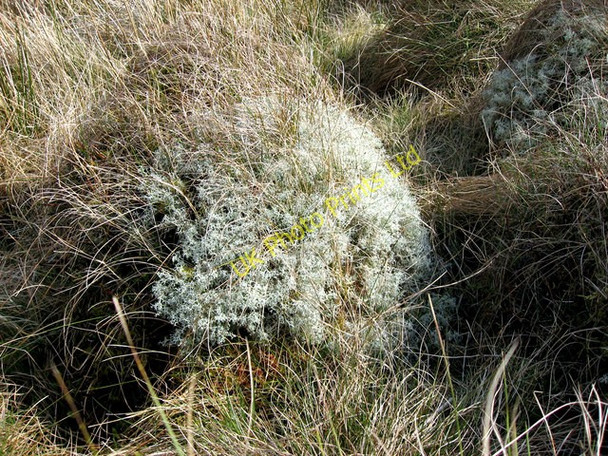 Photo 6"x4" Cen \/ Lichen Nebo\/SH8356 c2007