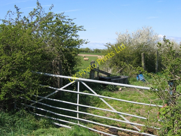 Photo 6"x4" Field Gate, Hedges and Sheep from Highfield Lane Barton\/SJ4454 c2007