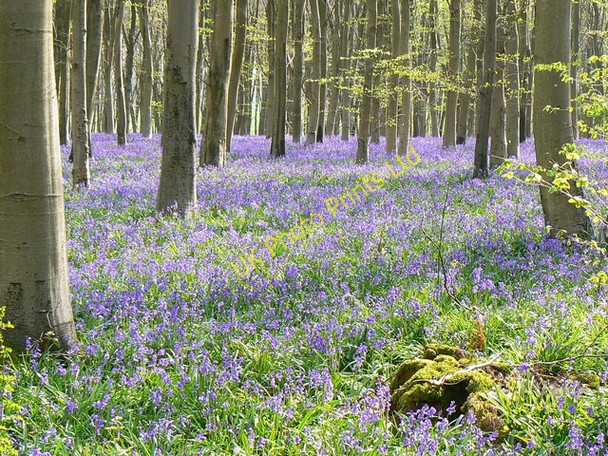 Photo 6"x4" Bluebells in Cobham Frith, near Marlborough (1) Chisbury\/SU2766 c2007
