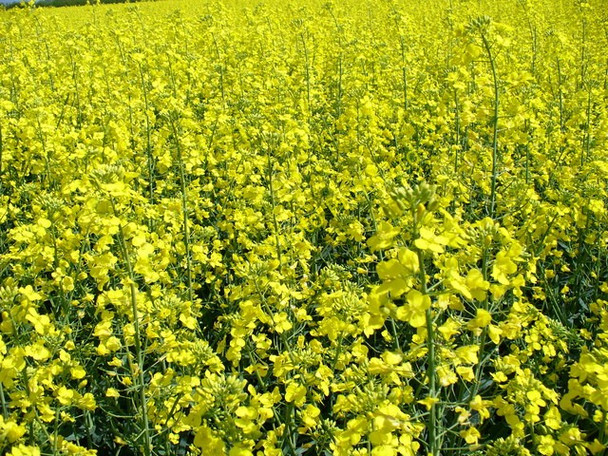 Photo 6"x4" Mellow Yellow Colemore c2007