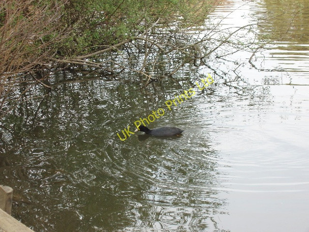 Photo 6"x4" Coot swimming in Stover lake Teigngrace c2007