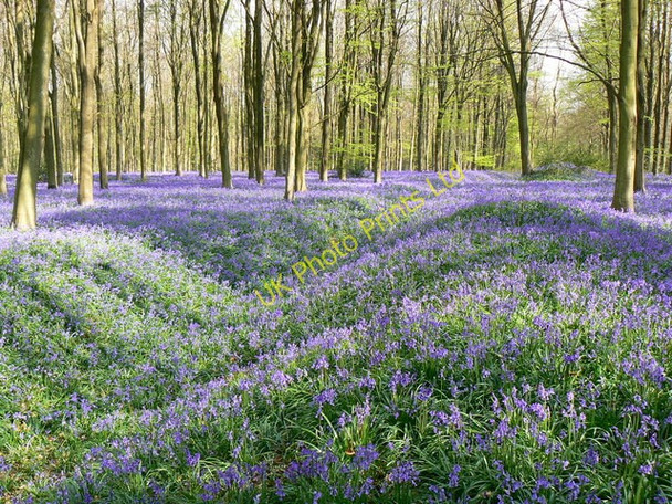 Photo 6"x4" Wansdyke, West Woods, near Marlborough Clench Common c2007