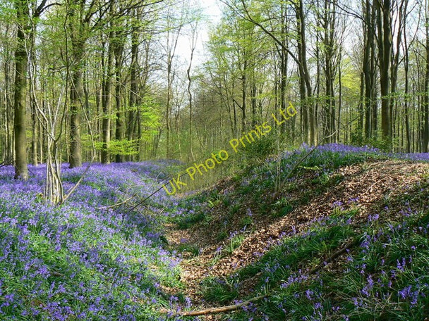 Photo 6"x4" Wansdyke, West Woods, near Marlborough (3) Clench Common c2007