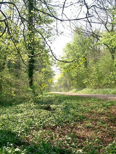Photo 6"x4" Forest Fawr, nr Tongwynlais Bwlch-y-cwm c2007 P2