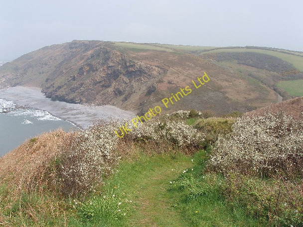 Photo 6"x4" Coast path and blackthorn, Millook Millook c2007