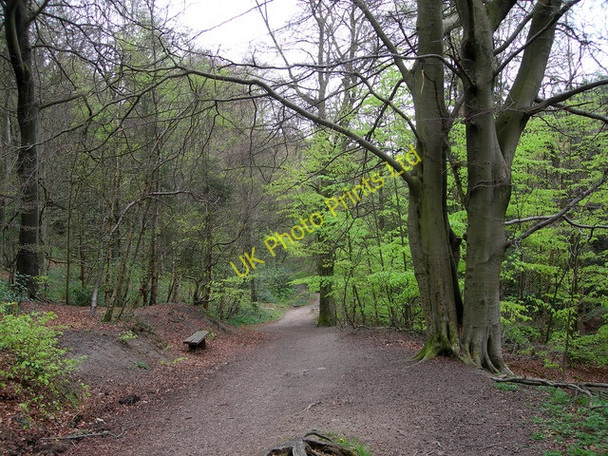 Photo 6"x4" Path through the Limb Valley Whirlow c2007