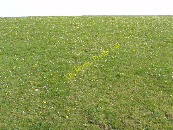 Photo 6"x4" Pasture with daisies and dandelions Woodford\/SS2113 c2007