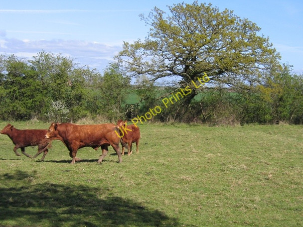 Photo 6"x4" Bull and Heifers in a Cheshire Field Barton\/SJ4454 c2007