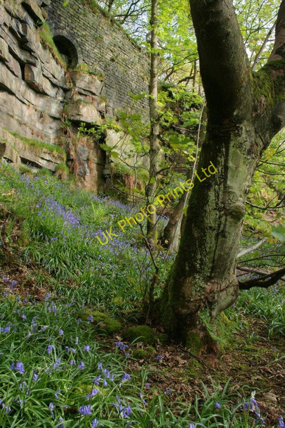 Photo 6"x4" Bluebells, Bob Wood Hebden Bridge c2007
