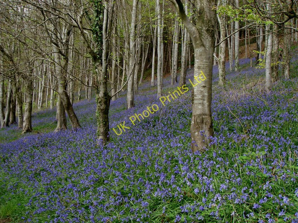 Photo 6"x4" Bluebells Langdon Hill Chideock c2007