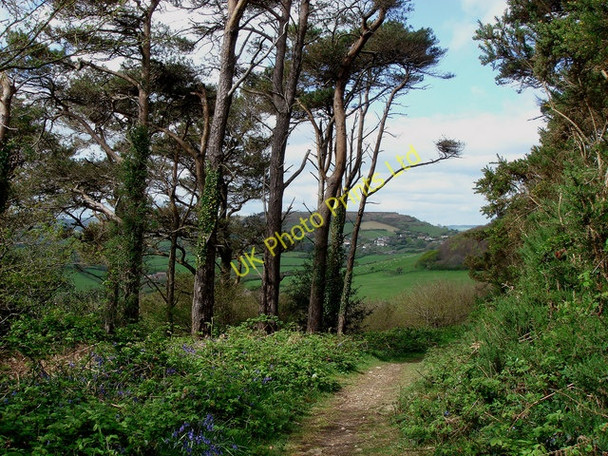Photo 6"x4" Lower path Langdon Hill Chideock c2007