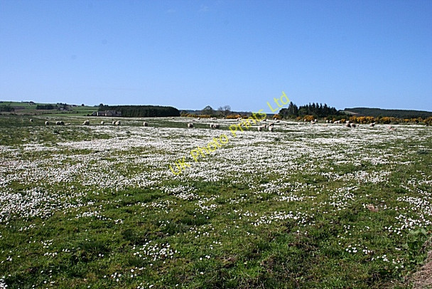 Photo 6"x4" Daisy Field Glen of Newmill c2007