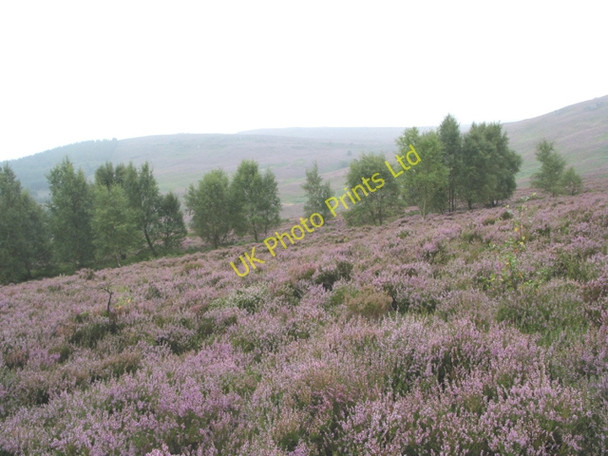 Photo 6"x4" Harbottle Hills Harbottle c2003