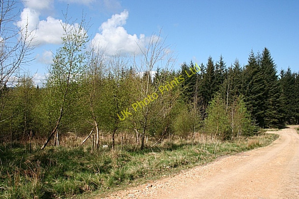 Photo 6"x4" Ardoch Wood Mulben c2007
