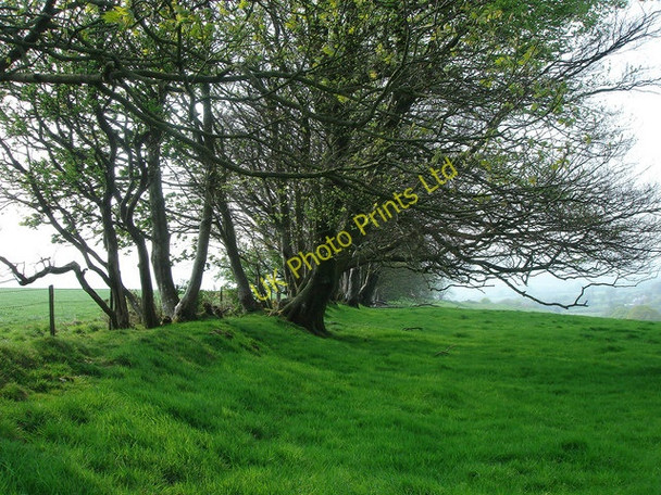 Photo 6"x4" Wessex Ridgeway from Pilsdon Penn Templeman's Ash c2007