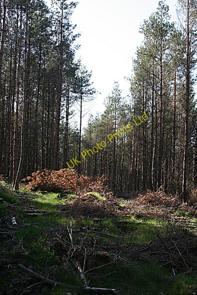 Photo 6"x4" Burnpark Wood Drummuir\/NJ3844 c2007