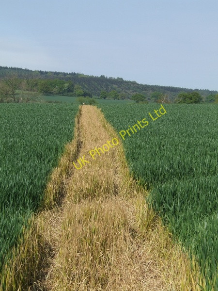Photo 6"x4" Well defined Bridleway Linley\/SO6898 c2007