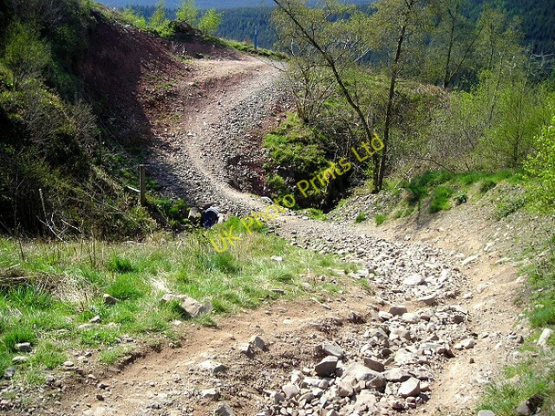 Photo 6"x4" The Ae Line Cycle Trail in Ae Forest Ae c2007