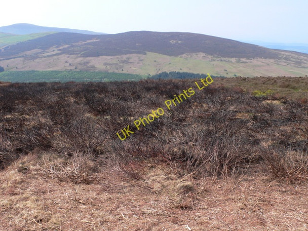 Photo 6"x4" Recently burnt heather Carrog\/SJ1043 c2007