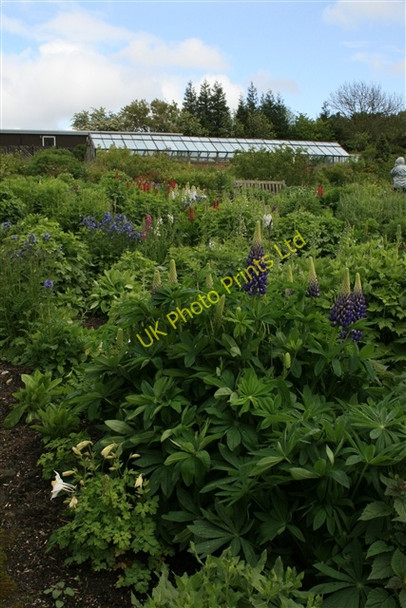 Photo 6"x4" Perennial beds, RHS Harlow Carr Harrogate c2007