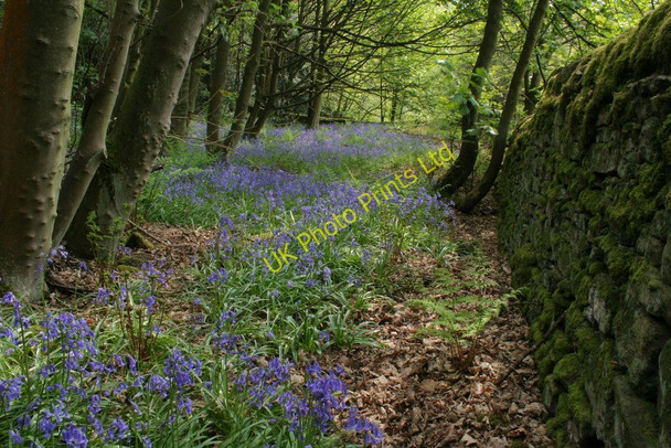 Photo 6"x4" Bluebells by a wall, Brearley Wood Brearley c2007