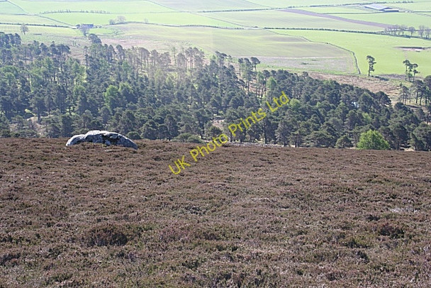 Photo 6"x4" Knock Wood Glenbarry c2007