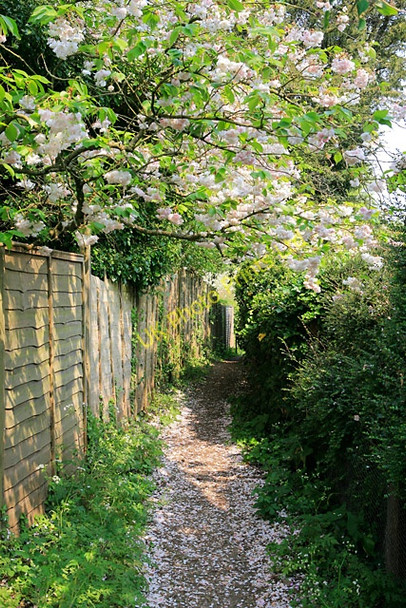 Photo 6"x4" Footpath south of Home Lane, Sparsholt Sparsholt\/SU4331 c2007
