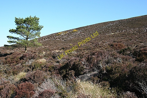 Photo 6"x4" Knock Hill Knockbog c2007