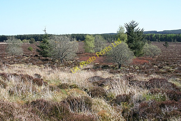 Photo 6"x4" Cottartown Moss Berryhillock\/NJ5060 c2007 P1
