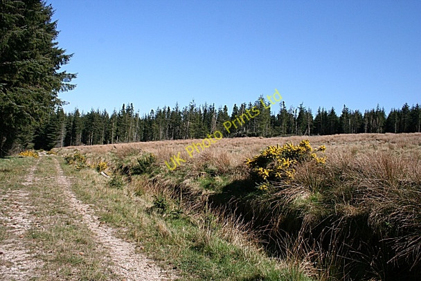 Photo 6"x4" Lurghill Plantation Berryhillock\/NJ5060 c2007 P2