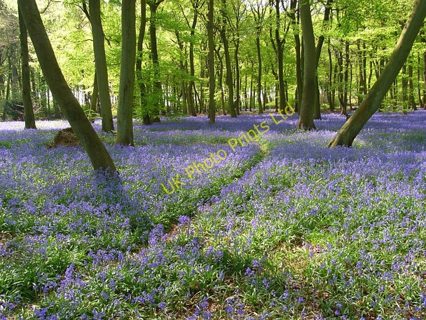 Photo 6"x4" Park Wood Huntercombe End c2007