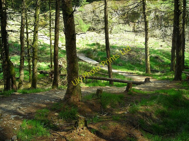 Photo 6"x4" Ae Line Cycle Trail in Ae Forest Holehouse\/NX9994 c2007