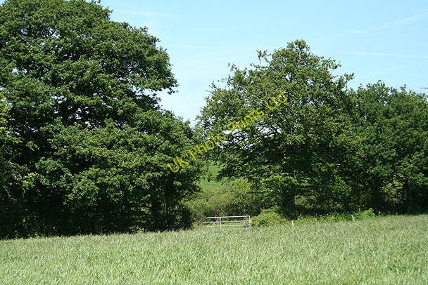 Photo 6"x4" Swimbridge: field by the edge of a wood Swimbridge c2007
