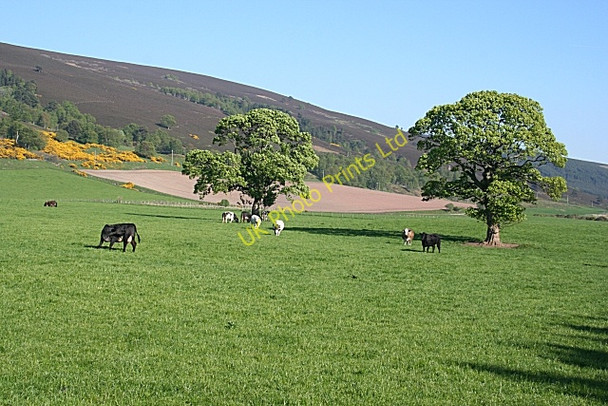 Photo 6"x4" Rothes Glen Fogwatt c2007