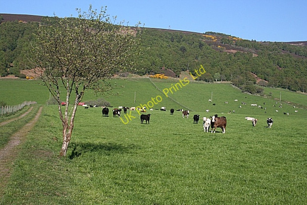 Photo 6"x4" Rothes Glen Fogwatt c2007 P1