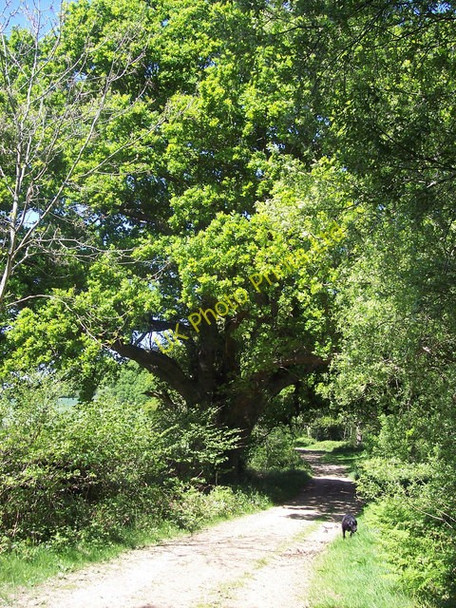 Photo 6"x4" Mighty Oak Crendell c2007