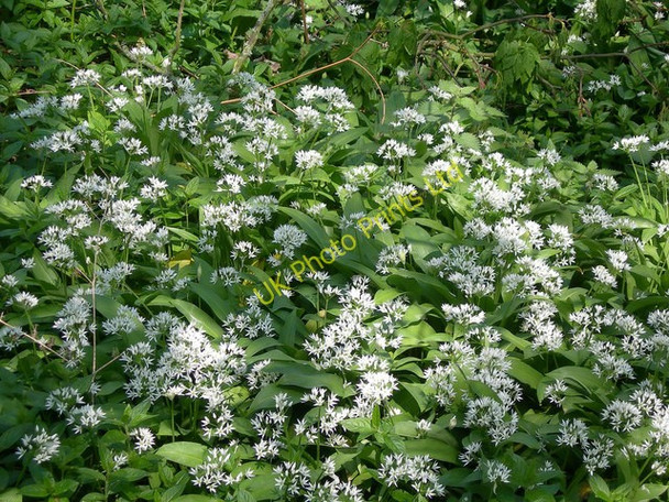 Photo 6"x4" A Carpet Of Wild Garlic Whidana Wood c2007