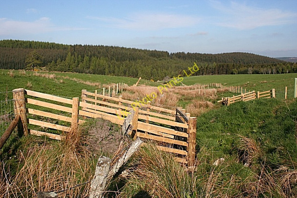 Photo 6"x4" Backhill of Kininvie Balvenie c2007
