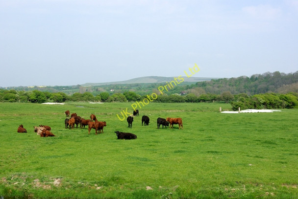 Photo 6"x4" Cattle on the Cuckmere flood-plain Exceat c2007