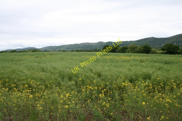 Photo 6"x4" Rape Field, Danemoor Marl Bank c2007