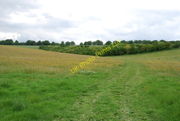 Photo 6"x4" Track towards Parsonage Down Clump Baverstock c2007