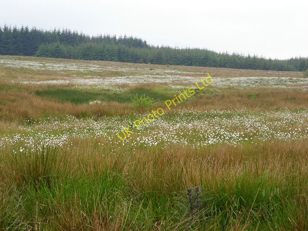Photo 6"x4" Cotton Grass Near Ardochrig Auldhouse c2007