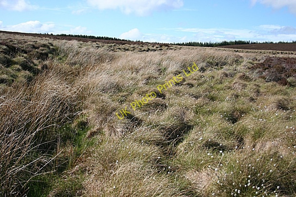 Photo 6"x4" Moss of Stonyhill Moss of Rothes c2007 P2